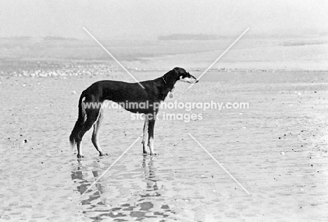 ch burydown hephzibah, saluki on the beach