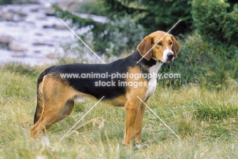 Finnish hound standing on grass
