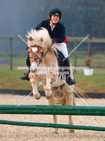 riding a Haflinger