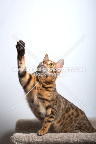 bengal cat sitting on scratch post and lifting a front leg, white wall on the background