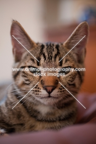 Young tabby cat looking at camera