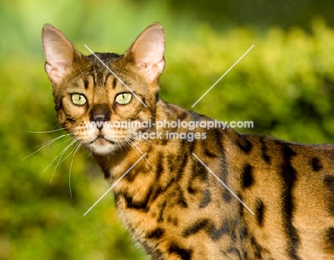 Bengal cat