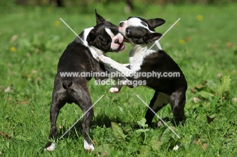 two Boston Terriers play fighting