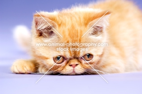 Exotic ginger kitten on a purple background