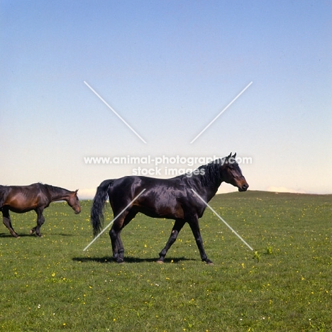 Arbich, Kabardine stallion in caucasus