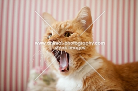 orange cat yawning