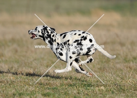 Dalmatian running