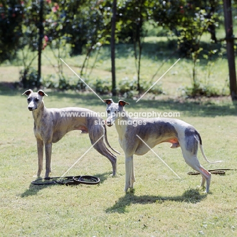 ch fleeting flamboyant and fleeting akeberry, two whippets on grass