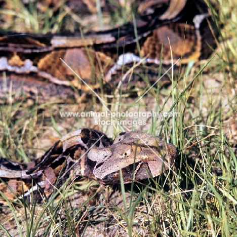 head study of gaboon viper  posed by c j p ionides in tanzania