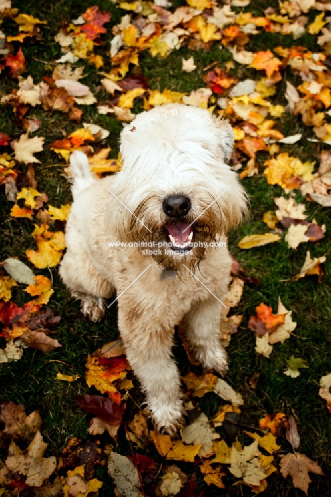 soft coated wheaten terrier sitting on lawn