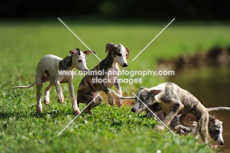 young Whippet puppies near riverside 