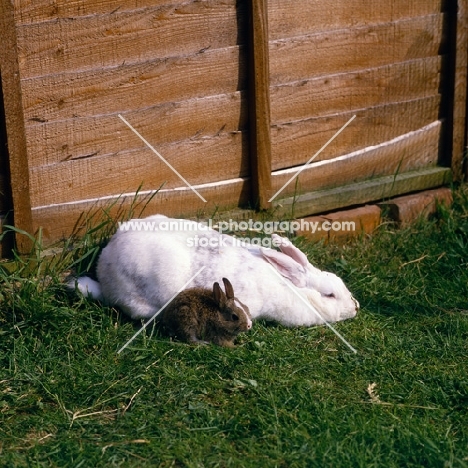 large cross bred and small netherland dwarf rabbit together