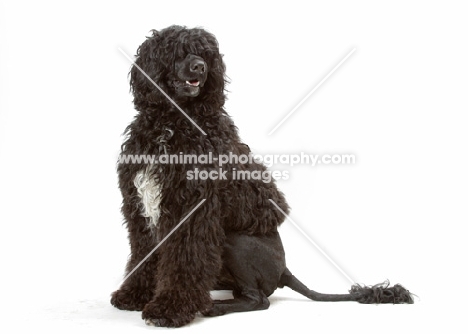 Australian Champion Portuguese Water Dog, sitting down