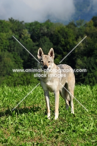 Czechoslovakian wolfdog (aka Ceskoslovensky Vlcak) in field