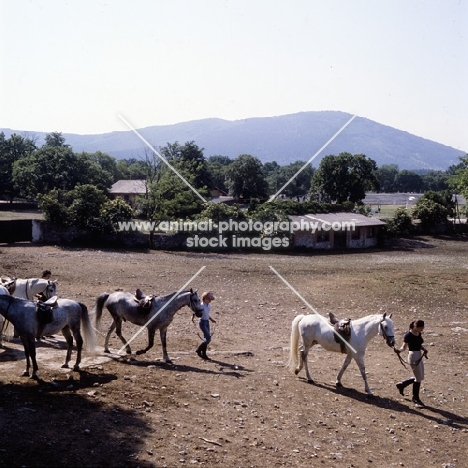 Lipizzaners and riders at lipica