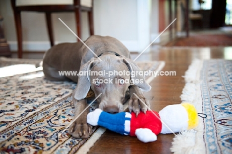weimaraner playing with plush toy