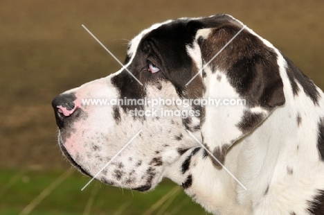 Great Dane profile