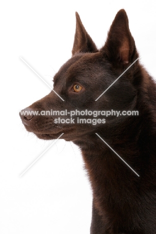 Australian Champion, chocolate Australian Kelpie portrait