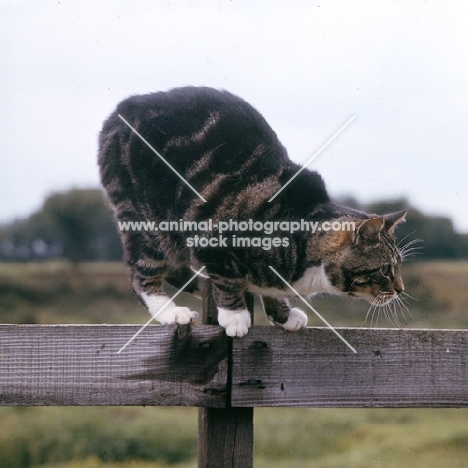 manx cat crouching on a fence