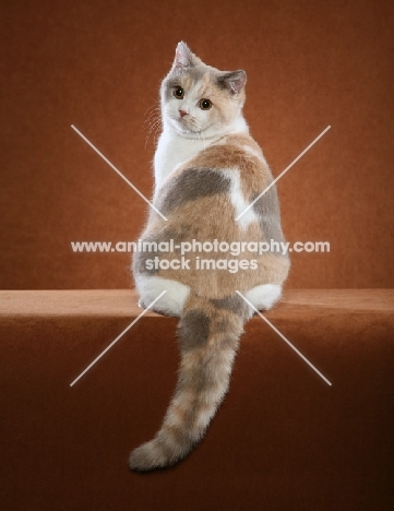 British Shorthair back view on orange background