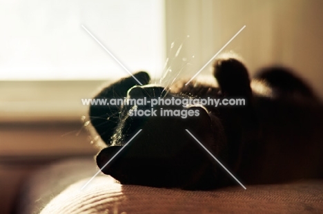 Black cat laying in sun on chair