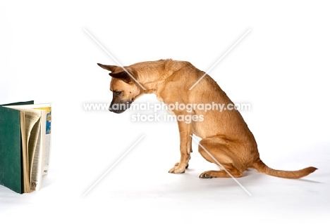 Cross Bred dog reading a book