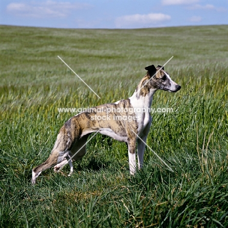 ch nutshell of nevedith, whippet  in field, res bis crufts 1990