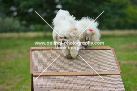 white lhasa apso and white miniature poodle crossing an obstacle together