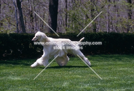 afghan hound running on grass