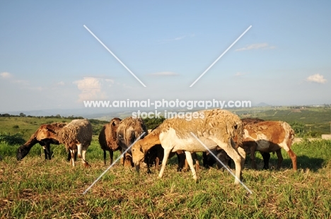 Nguni sheep in South Africa