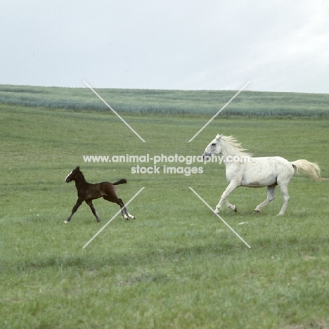 lipizzaner mare and foal at szilvasvarad