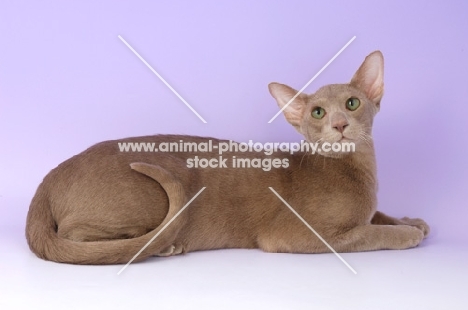 caramel oriental shorthair cat lying down