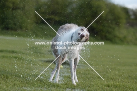 Lurcher shaking of water