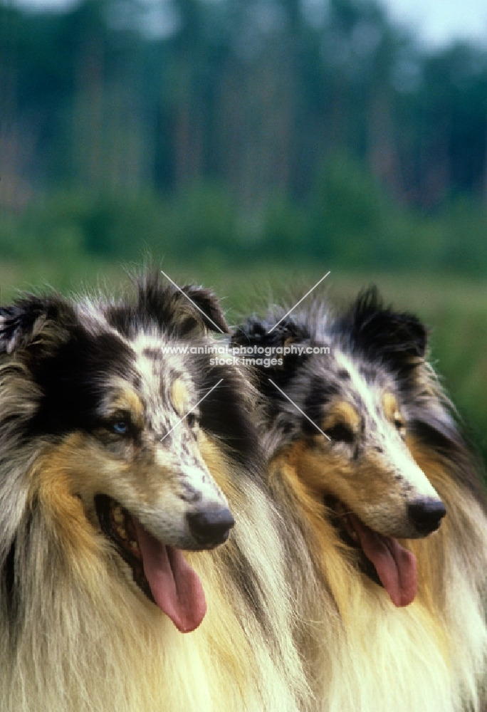 rough collies, ch cathanbrae polar moon at pelido and ch jaden mister blue at pelido, portrait