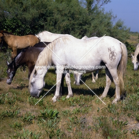 Camargue mares and foals grazing