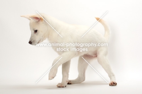 Kishu puppy standing on white background