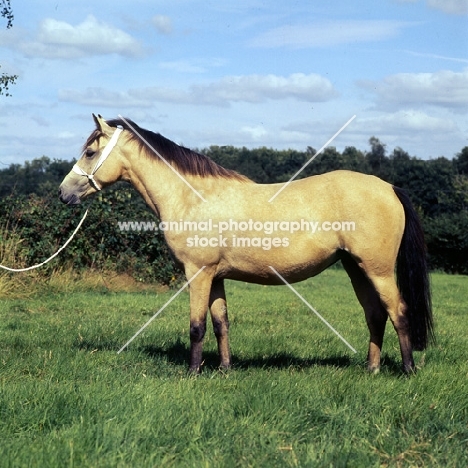 side view of a new forest mare 