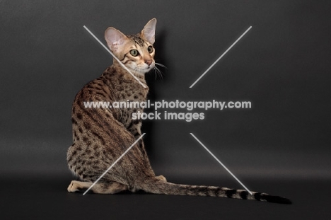 Serengeti cat back view, brown spotted tabby colour