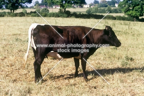 young gloucester cow