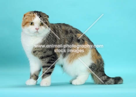 Brown Mackerel Torbie & White Scottish Fold cat, standing on blue background