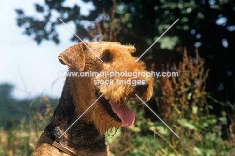 ch jokyl hot lips, airedale terrier head shot