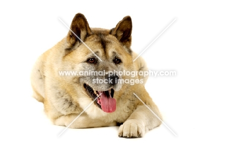 Large Akita dog lying isolated on a white background