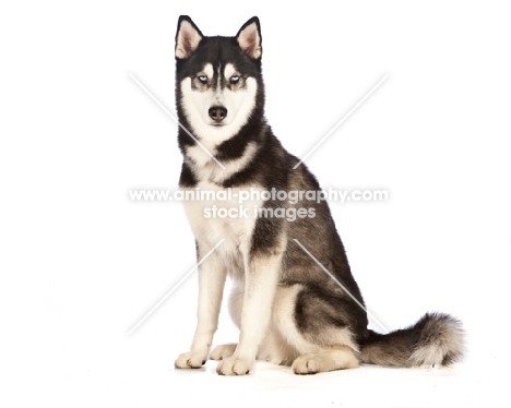 husky on white background