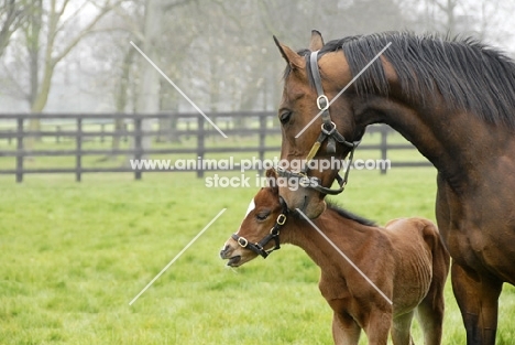 two thoroughbreds, mare and foal in green field
