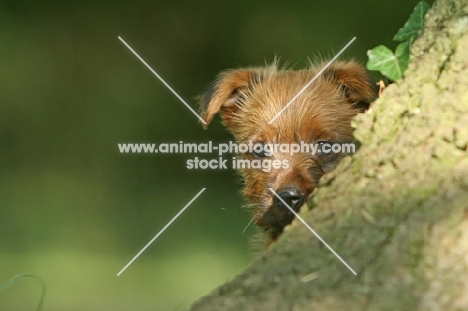 Australian Terrier puppy behind tree