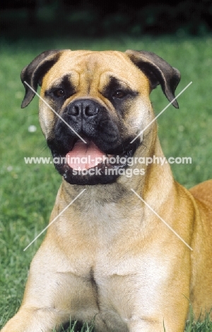 Bullmastiff portrait