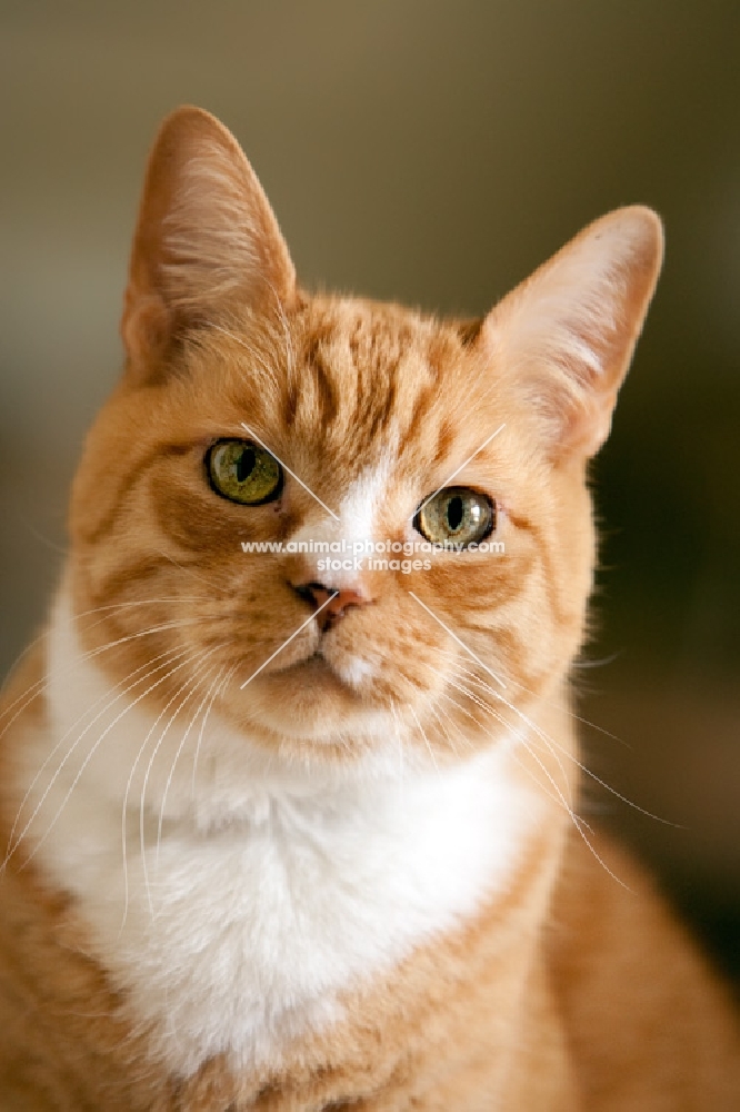 ortrait of orange and white cat with white nose