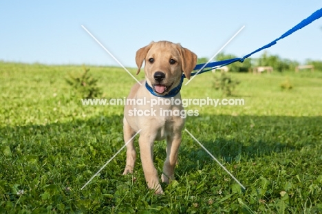 Labrador puppy on lead