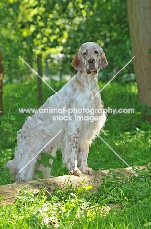 English Setter