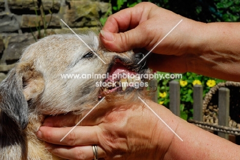 border terrier old age teeth